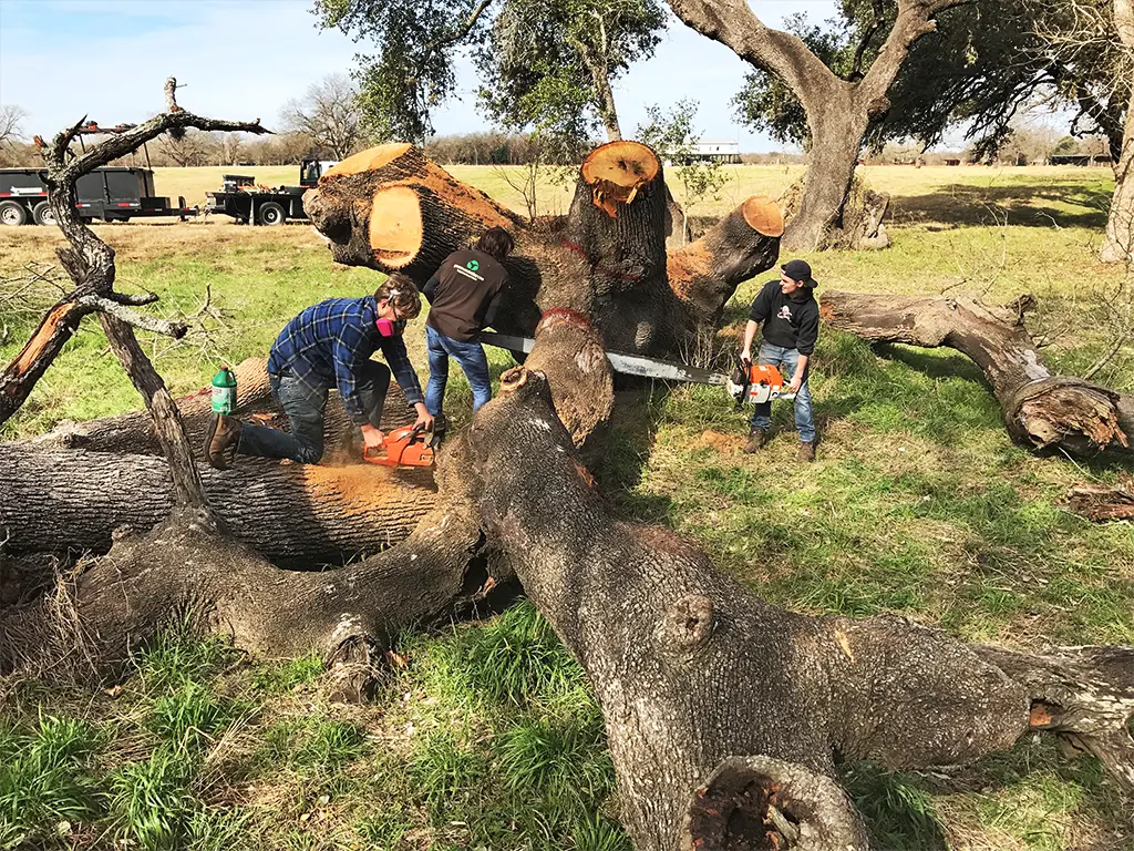 San Antonio tree felling for sawmill processing by Green Wood Milling Co.